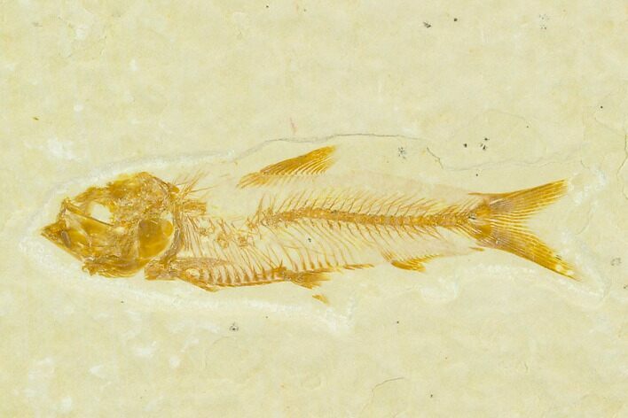 1" Fossil Fish (Knightia) - Green River Formation